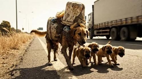 狗妈妈被压动弹不得，小狗机智找人帮忙，暖心救援让生命重获希望