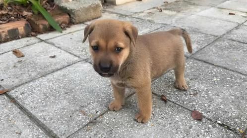 公园偶遇迷失小狗，被它呆萌样子瞬间萌化，男子直接抱回家当宝养