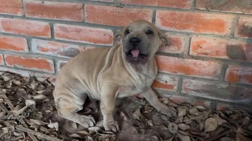 废弃房发现落单恶狠小狗，男子费劲抱回家，没想到温顺得让人意外