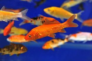 “淡水观赏鱼圈，宠物生活指南”