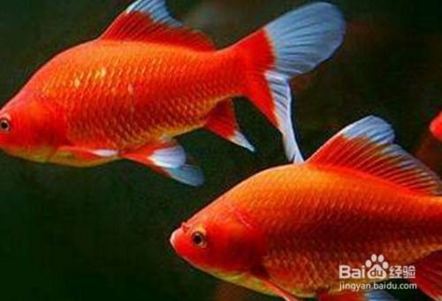 揭秘观赏鱼：定义与养护指南，宠物爱好者必备知识