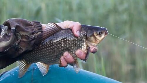 冬季养护秘籍:曼龙鱼的温暖过冬指南