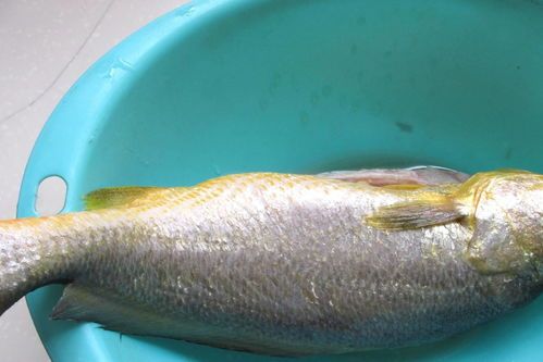 冬季养护秘籍:曼龙鱼的温暖过冬指南