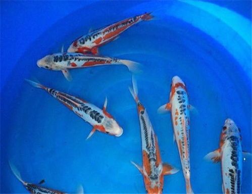 秋翠锦鲤养护指南：了解特点与需求