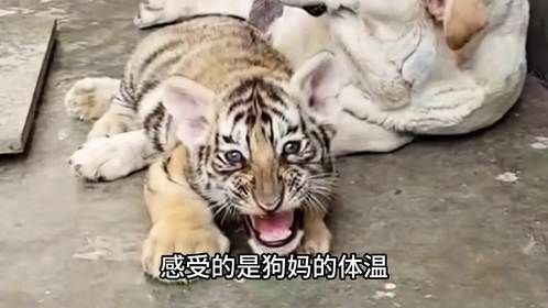 被狗妈妈带大的老虎，长大后会认为自己是狗吗？基因决定了什么