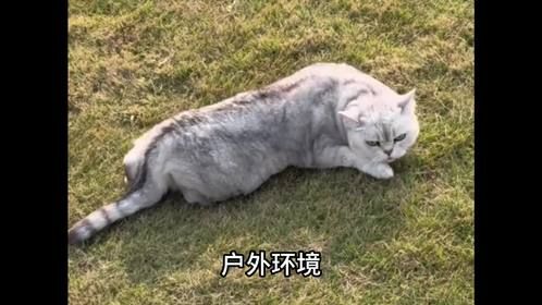 为啥狗狗跑多远都会回家，而猫咪离家后，很多都不愿意回来了