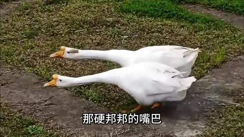 蛇最害怕什么？央视实验证明不是雄黄粉，而是这几类