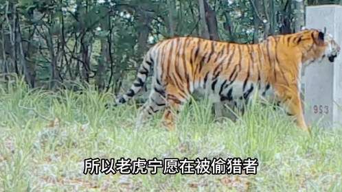 西伯利亚有多可怕？就连我国的东北虎都是望而却步，它在惧怕什么