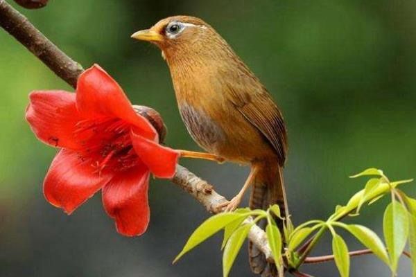 画眉鸟养殖技巧