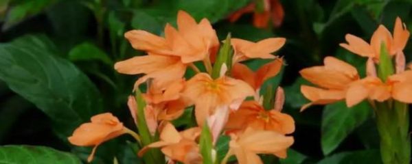 鳥尾花的養殖技巧 鳥尾花的養殖方法