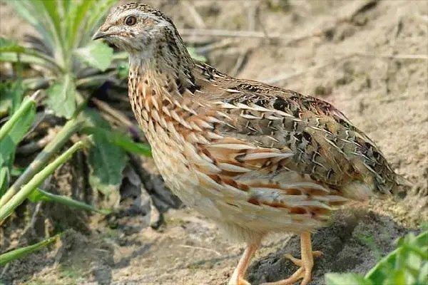 鹌鹑鸟养殖，全面解析鹌鹑鸟养殖技巧