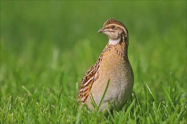 鹌鹑鸟养殖，全面解析鹌鹑鸟养殖技巧