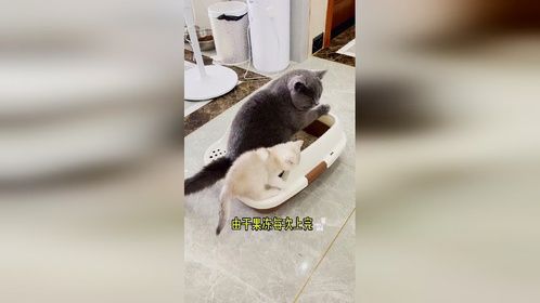 小蛋黄又臭又黑了