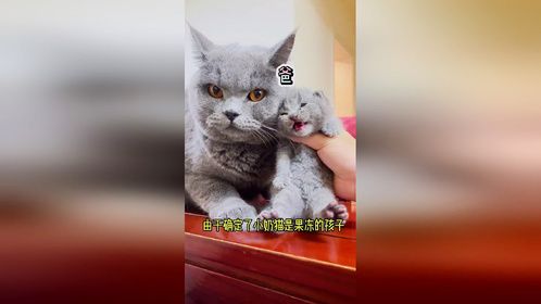 奶茶生气了，大家能帮果冻想想办法吗