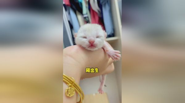 你最喜欢哪个年龄段的猫咪呢