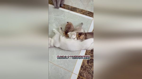 这么大还喝奶，太丢猫脸了