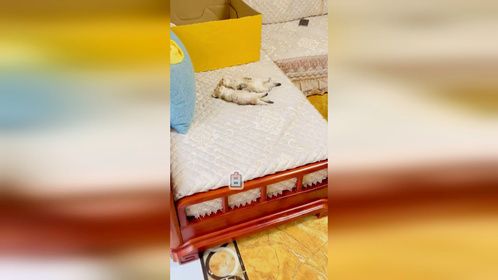 蛋黄的姐姐皮蛋和哥哥鹌鹑蛋