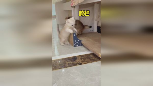 快喊你想养猫的朋友来看