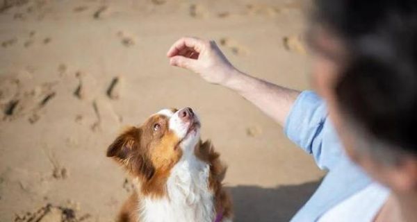 自制金毛狗粮全攻略（以宠物为主）