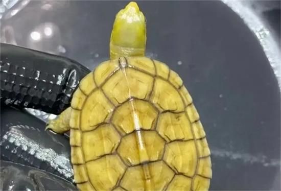 龟友问，小龟刚到新家怎么处理？告诉你4个方法。