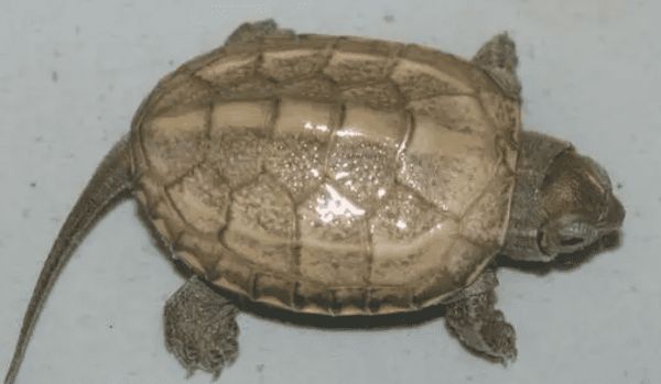 饲养草龟的正确方法