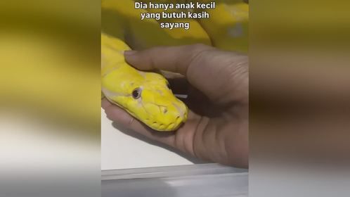 睿智又清澈的眼神像不像大学生！#爬宠 #异宠 #爬宠日常