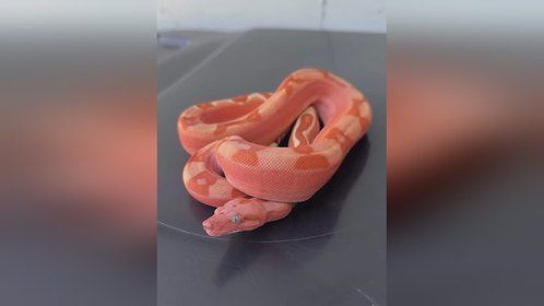 #红尾蚺 和#球蟒 各有各的特点。#爬宠 #异宠 #宠物蛇