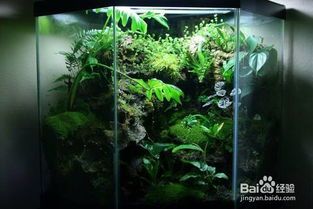 宠物龟缸的风水作用,宠物龟缸造景