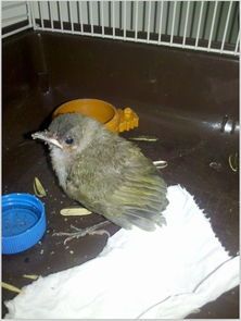 这鸟儿品种是啥，能告诉我吗？