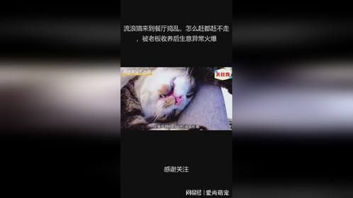 流浪猫来到餐厅捣乱，怎么赶都赶不走，被老板收养后生意异常火爆