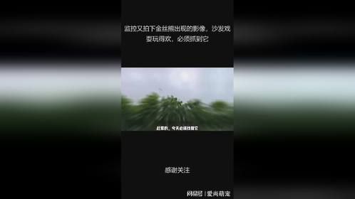 监控又拍下金丝熊出现的影像，沙发戏耍玩得欢，必须抓到它