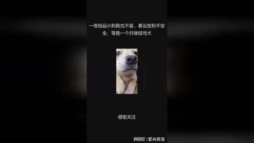 一堆极品小狗我也不拿，春运发狗不安全，等我一个月继续寻犬