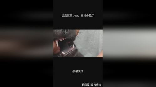 极品五黑小公，非常少见了