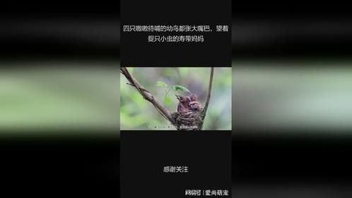 四只嗷嗷待哺的幼鸟都张大嘴巴，望着捉只小虫的寿带妈妈