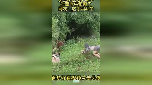 女生趴在地上斗牛，对面老牛都懵了，网友：这才叫斗牛！