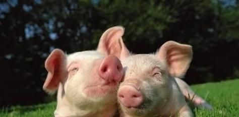 狗狗可以吃瘦猪肉吗（了解宠物饮食的重要性）