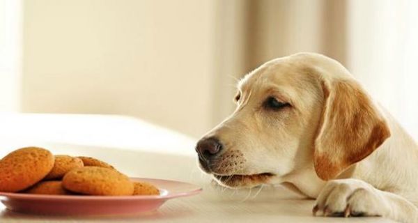 狗狗可以吃瘦猪肉吗（了解宠物饮食的重要性）