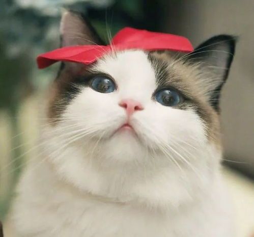 澳洲萌宠，独特魅力，养宠必备！