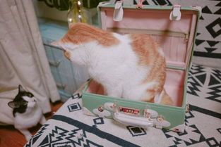 澳洲萌宠，独特魅力，养宠必备！