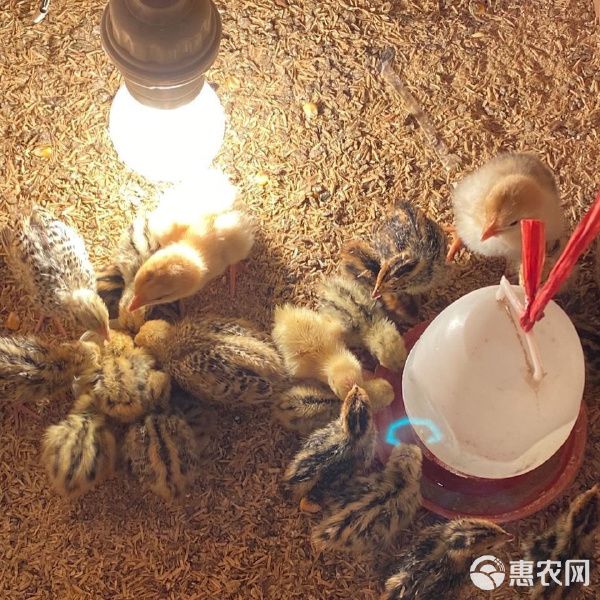 热风炉 小鸡保温箱自动控温鹌鹑保温箱小鸟宠物育雏保温自动加热