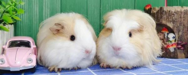 豚鼠能长多大，最高可达到2斤左右