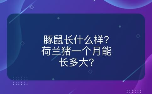 豚鼠长什么样?荷兰猪一个月能长多大?