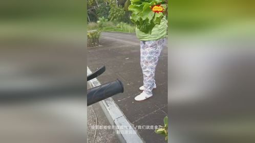 两个大妈冒充山东人在海南偷菜：我们就是拿几颗回家尝尝