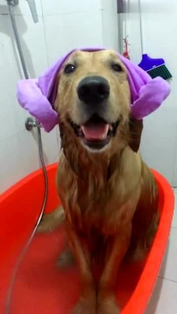 给宠物狗洗澡是怎么洗的