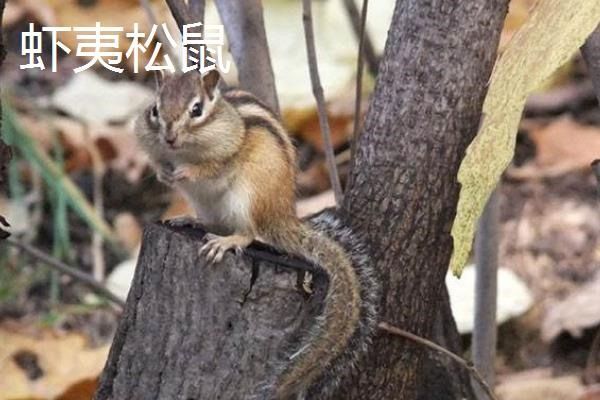 松鼠种类有哪些