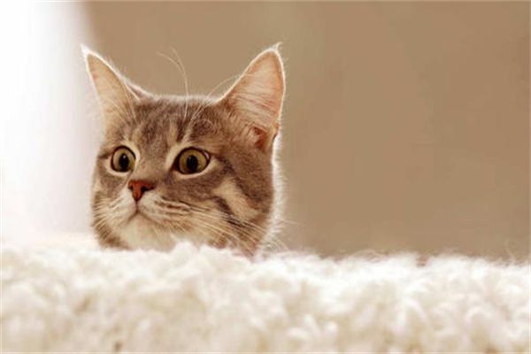 猫咪上呼吸道感染防治的几个措施