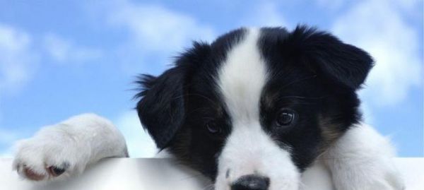 狗狗运动后食欲不振怎么办？常见原因及解决方法是什么？