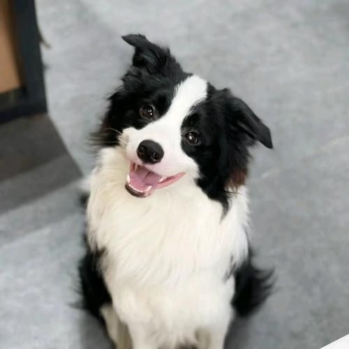 狗狗运动后食欲不振怎么办？常见原因及解决方法是什么？