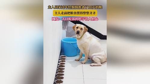 主人回家过年给狗狗准备了10天的粮，主人走前把粮食摆得整整齐齐