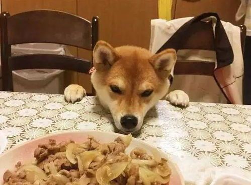 宠物狗自己吃东西怎么办